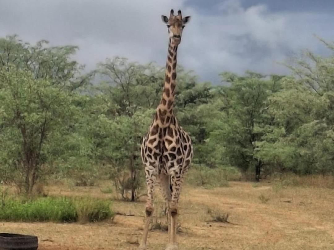 Kigeni Safari Lodge & Spa Ваалвотер Екстер'єр фото